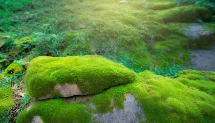 Wall Mural - a stone covered with green moss in the forest wildlife landscape beautiful bright green moss grown up cover the rough stones and on the floor in the forest product display mockup