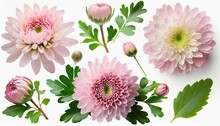 Set Collection Of Delicate Pink Chrysanthemum Flowers Buds And Leaves Isolated Over A Background Cut Out Floral Garden Or Seasonal Summer Design Elements Top View Flat Lay