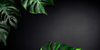 Deep rich background with monstera leaves. Juicy green leaves on dark background.Template,background,wallpaper with monstera leaves
