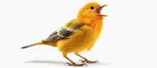 Singing Nightingale Bird Cartoon Character Isolated On White Background