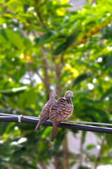 bird on a tree