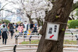 Japan cherry blossom at Chidorigafuchi, Tokyo-Japan