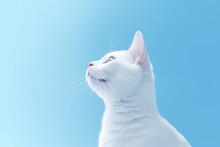 Portrait Of White Cat On Light Blue Background With Copy Space. Hungry Animal With Intense Expression Or Waiting For Food. Banner For Pet Shop. Card With Cat For Valentine Day, Spring, Women Day