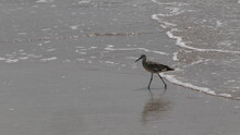 A Willet On The Beach