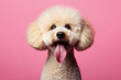 poodle in center frame dog sticking its long tongue out on solid pink background. ai generative