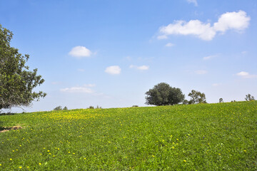 Canvas Print - Midday on blossoming hills of hot coast of Mediterranean sea