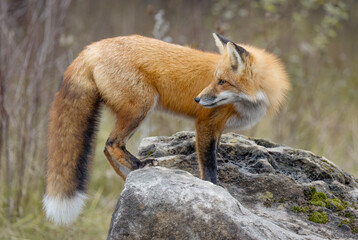 Wall Mural - A young red fox with a bushy tail on top of a rock in autumn in Ottawa, Ontario, Canada 