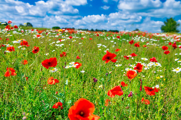 Wall Mural - Field of poppies in summer season against blue sky