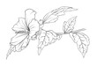 Vector monochrome hibiscus branch on a transparent background. botanical hand drawn illustration of flowers, leaves and buds.