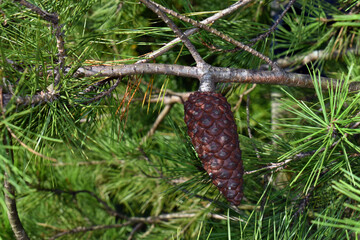 Wall Mural - Leaves and cones of Macedonian pine (Pinus peuce)