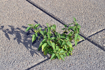 Wall Mural - The European black nightshade (Solanum nigrum) growing between the cement slabs of a city