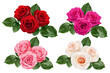 rose isolated on white background, clipping path, full depth of field