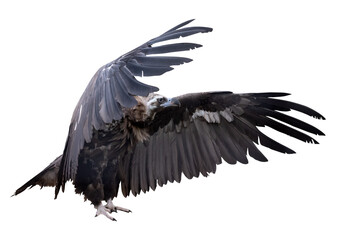 Sticker - dark isolated Cinereous vulture with open wings