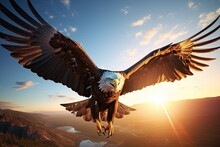 A Flying Eagle Is High Above The Ground In The Blue Sky With The Rays Of The Sun Looking Into The Camera. A Sense Of Freedom, Peace, Greatness.