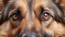 Macro shot of innocent eyes of  German Shepherd dog