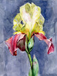 Beautiful yellow and red iris on a blue background. Watercolor painting
