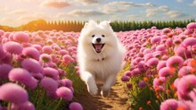 Samoyed Dog Running In Pink Flower Field. Beautiful White Fluffy Dog In Blooming Meadow.