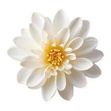 White Flower Isolated On Transparent Background Cutout