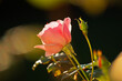 Rose en fleur et boutons s'apprêtant à éclore dans la lumière printanière du matin dans un jardin.