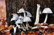 Pilze vor einem Baum im Wald, Tannenbühl, Bad Waldsee