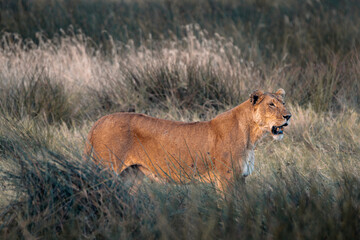 Wildlife, Safari, Serengeti National Park, Tanzania, July 2023,.More stuff: www.wortsucher.de