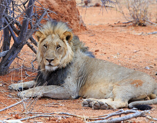 Wall Mural - Male Lion Lying under a tree close to the road, near Okawao waterhole in the Western sector of Ethosha National park, Namibia