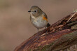 Red-flanked Bluetail, Tarsiger cyanurus