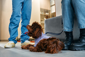 Wall Mural - Animals for examination and treatment in the veterinary clinic