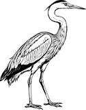 Fototapeta  - Heron Vintage Sketch
