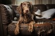 Guilty Dog Sitting On Muddy Sofa