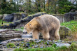 polar bear walks back and forth over the grass and stones