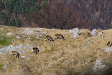 A Red Deer Feeds On The Mountainside.