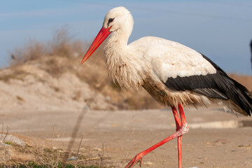 Wall Mural - A rare White Stork, Ciconia ciconia. Close up