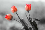 Fototapeta Tulipany - Tulipany, wiosenne kwiaty
