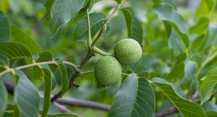 Green nuts on walnut tree -  edible fruit of Juglans regia, covered in green nutshell.
