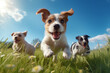 Cute pet dogs run around happily on the green grass on a sunny afternoon. A healthy, happy and lively dog.