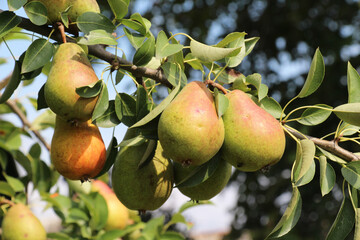 Canvas Print - Pears ripen on the tree branch.