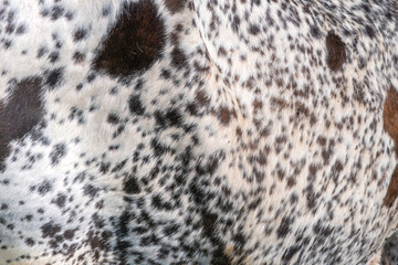 Abstract pattern with brawn black and white spotted cowhide. Cow fur or hair on skin. Cattle farm in Canada.