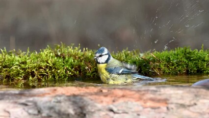 Wall Mural - Bird blue tit Cyanistes caeruleus in the wild. A bird bathes in the forest. Slow motion.