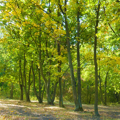 Wall Mural - Autumn forest with yellow leaves and blue sky.