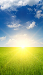 Sticker - Green wheat field and sunrise. Vertical photo.