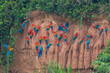 Clay lick of Tambopata in Peru: Madre de dios with its numerous macaw species feeding at clay lick in Peru (ara macao, ara aurana)