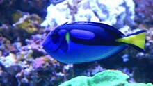 Fish Blue Tang Aquatic Creature Sea Life Motion Moving Coral Reef Aquarium Underwater Nature