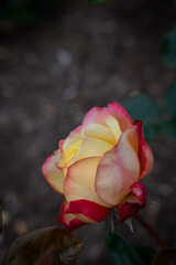 Wall Mural - Close Up of Nostolgia Rose Bud