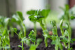 Seedlings of green peas rady to transplant in the garden.