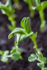 Wall Mural - Broad Bean seelings grown indoors, the best results in cultivations of your own beans.