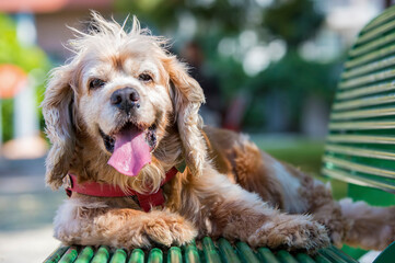 Pet animal; cute Cocker dog in the garden