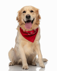 Wall Mural - beautiful golden retriever puppy with red bandana sticking out tongue