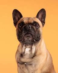 Wall Mural - beautiful french bulldog dog looking forward and sitting on orange background