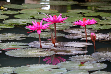 Wall Mural - pink water lily in pond